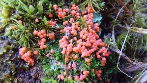 Buntkoepfiger-Schleimpilz_Trichia-decipiens_20250906_112356.jpg