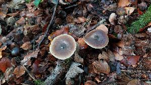 Butter---Ruebling_Rhodocollybia-butyracea_20261015_111806.jpg