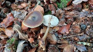 Butter---Ruebling_Rhodocollybia-butyracea_20261015_111832.jpg