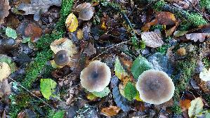 Butter---Ruebling_Rhodocollybia-butyracea_20261022_100749.jpg