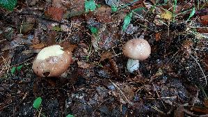 Butterpilz_Suillus-luteus_20250926_114618.jpg