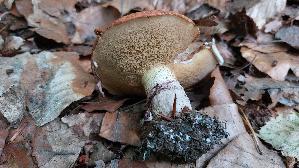 Butterpilz_Suillus-luteus_20260621_062329.jpg