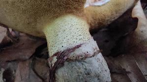 Butterpilz_Suillus-luteus_20260621_062355.jpg