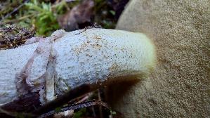 Butterpilz_Suillus-luteus_20261003_104244.jpg