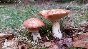 Butterpilz_Suillus-luteus_20261004_174325.jpg