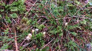 Dehnbarer-Helmling_Mycena-epipterygia_20260917_112042.jpg
