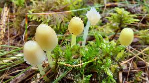 Dehnbarer-Helmling_Mycena-epipterygia_20260917_112102.jpg