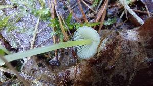 Dehnbarer-Helmling_Mycena-epipterygia_20261005_113401.jpg