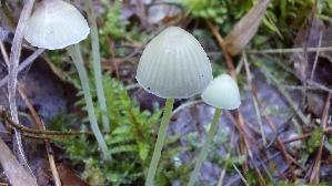 Dehnbarer-Helmling_Mycena-epipterygia_20261005_113409.jpg
