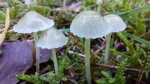 Dehnbarer-Helmling_Mycena-epipterygia_20261014_142723.jpg