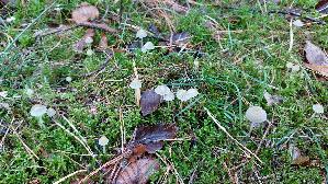 Dehnbarer-Helmling_Mycena-epipterygia_20261014_142741.jpg