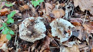 Dichtblaettriger-Schwaerztaeubling_Russula-densifolia_20261011_131249.jpg