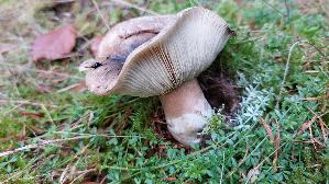 Dichtblaettriger-Schwaerztaeubling_Russula-densifolia_20261020_104305.jpg