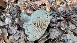 Dickblaettriger-Schwaerz---Taeubling_Russula-nigricans_20250816_095138.jpg