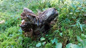 Dickblaettriger-Schwaerz---Taeubling_Russula-nigricans_20250904_101138.jpg