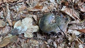 Dickblaettriger-Schwaerz---Taeubling_Russula-nigricans_20260926_135650.jpg