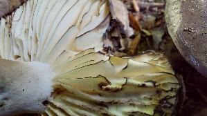 Dickblaettriger-Schwaerz---Taeubling_Russula-nigricans_20260926_135705.jpg