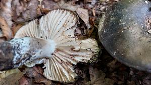 Dickblaettriger-Schwaerz---Taeubling_Russula-nigricans_20260926_135712.jpg