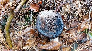 Dickblaettriger-Schwaerz---Taeubling_Russula-nigricans_20261002_123142.jpg