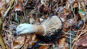 Dickblaettriger-Schwaerz---Taeubling_Russula-nigricans_20261002_123154.jpg