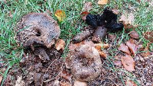 Dickblaettriger-Schwaerz---Taeubling_Russula-nigricans_20261011_131854.jpg