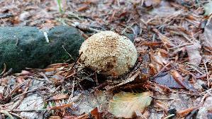 Dickschaliger-Kartoffelbovist_Scleroderma-citrinum_20260701_144849.jpg