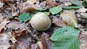 Dickschaliger-Kartoffelbovist_Scleroderma-citrinum_20260826_123756.jpg