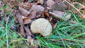 Dickschaliger-Kartoffelbovist_Scleroderma-citrinum_20260827_115511.jpg
