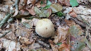 Dickschaliger-Kartoffelbovist_Scleroderma-citrinum_20260902_132939.jpg