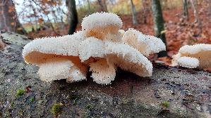 Dorniger-Stachelbart_Hericium-cirrhatum_20251110_134151.jpg