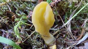 Dottergelber-Spateling_Spathularia-flavida_20260916_144542.jpg