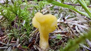Dottergelber-Spateling_Spathularia-flavida_20260916_144555.jpg