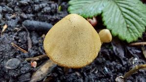 Dung---Samthaeubchen_Conocybe-rickenii_20250424_094842.jpg