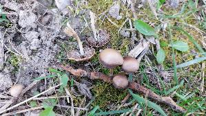 Dunkelrandiger-Duengerling_Panaeolus-cinctulus_20260310_123637.jpg