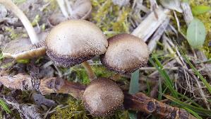 Dunkelrandiger-Duengerling_Panaeolus-cinctulus_20260310_123652.jpg