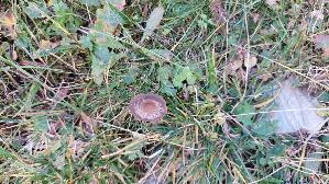 Dunkelrandiger-Duengerling_Panaeolus-cinctulus_20260921_104304.jpg