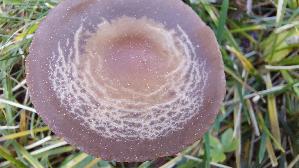 Dunkelrandiger-Duengerling_Panaeolus-cinctulus_20260921_104317.jpg