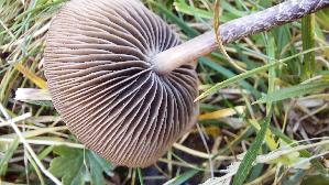 Dunkelrandiger-Duengerling_Panaeolus-cinctulus_20260921_104343.jpg