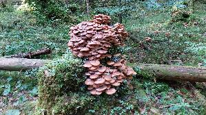 Dunkler-Hallimasch_Armillaria-ostoyae_20260915_091335.jpg
