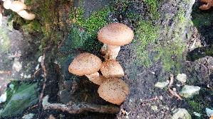 Dunkler-Hallimasch_Armillaria-ostoyae_20260915_101435.jpg