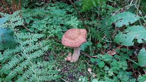 Dunkler-Hallimasch_Armillaria-ostoyae_20260918_131709.jpg