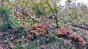 Dunkler-Hallimasch_Armillaria-ostoyae_20261018_131250.jpg