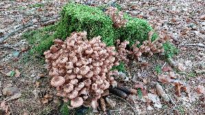 Dunkler-Hallimasch_Armillaria-ostoyae_20261020_120849.jpg