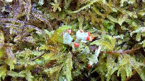 Echte-Scharlachflechte_Cladonia-coccifera_20250927_125056.jpg