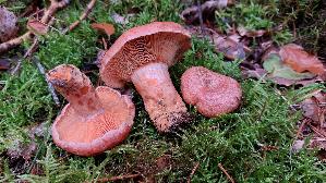 Edelreizker_Lactarius-deliciosus_20250923_152419.jpg