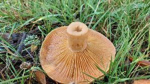 Edelreizker_Lactarius-deliciosus_20251023_120034.jpg