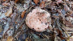 Edelreizker_Lactarius-deliciosus_20261014_115742.jpg