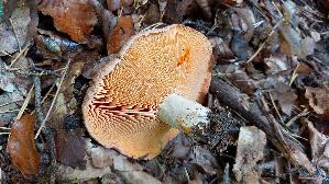 Edelreizker_Lactarius-deliciosus_20261014_115920.jpg