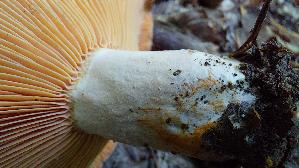 Edelreizker_Lactarius-deliciosus_20261014_115943.jpg