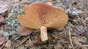 Edelreizker_Lactarius-deliciosus_20261014_140330.jpg